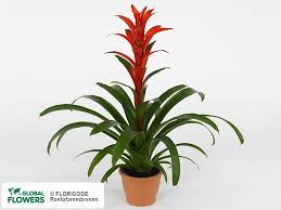 Картинки по запросу гусмания