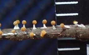 Attēlu rezultāti vaicājumam “Physarum melleum macro”