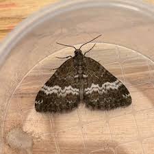 Attēlu rezultāti vaicājumam “Perizoma affinitata”