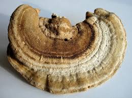 Attēlu rezultāti vaicājumam “Lenzites betulina”