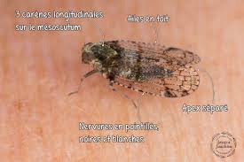 Attēlu rezultāti vaicājumam “Cixius sp.”