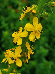 Attēlu rezultāti vaicājumam “Agrimonia eupatoria flower”