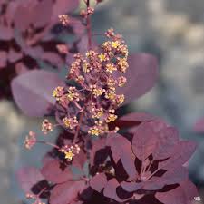 Attēlu rezultāti vaicājumam “Cotinus coggygria flower”