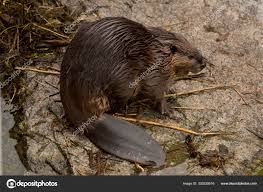 Image result for Castor fiber