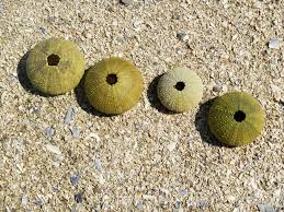 Image result for Strongylocentrotus droebachiensis