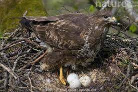 Attēlu rezultāti vaicājumam “Buteo buteo nest”
