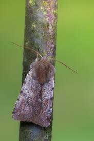 Attēlu rezultāti vaicājumam “Cerastis rubricosa”