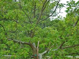 Attēlu rezultāti vaicājumam “Juglans ailanthifolia”