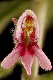 Attēlu rezultāti vaicājumam “Odontites vulgaris flower”