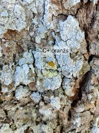 Attēlu rezultāti vaicājumam “Pertusaria flavida”