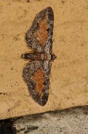 Attēlu rezultāti vaicājumam “Eupithecia icterata”