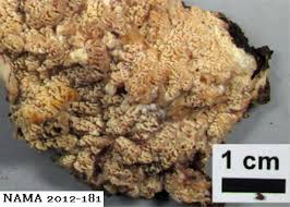 Attēlu rezultāti vaicājumam “Phlebia serialis”