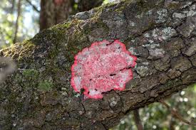 Attēlu rezultāti vaicājumam “Plectocarpon lichenum”