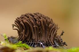 Attēlu rezultāti vaicājumam “Stemonitis axifera var. smithii spores”