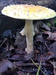 Attēlu rezultāti vaicājumam “Amanita muscaria”