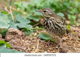 Image result for Anthus hodgsoni