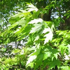 Attēlu rezultāti vaicājumam “Acer saccharinum”