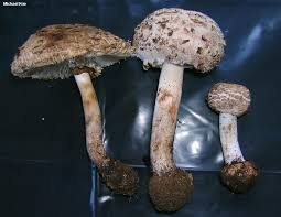 Attēlu rezultāti vaicājumam “Craterium minutum cf. var. brunneum spores”