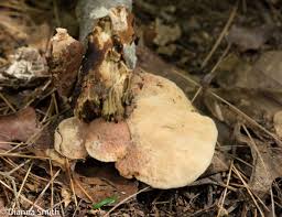 Attēlu rezultāti vaicājumam “Hapalopilus aurantiacus”