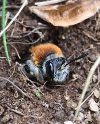 Attēlu rezultāti vaicājumam “Andrena haemorrhoa female”