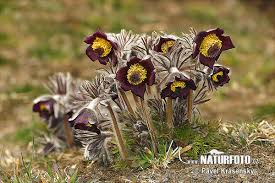 Attēlu rezultāti vaicājumam “Pulsatilla pratensis bud”