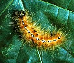 Attēlu rezultāti vaicājumam “Acronicta aceris larva”