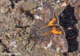 Attēlu rezultāti vaicājumam “Archiearis parthenias”