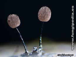 Attēlu rezultāti vaicājumam “Comatricha nigra”