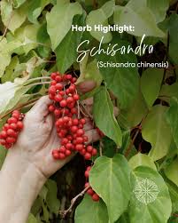 Attēlu rezultāti vaicājumam “Schisandra chinensis”