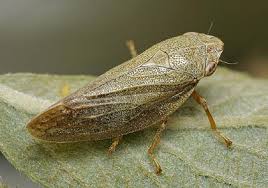 Attēlu rezultāti vaicājumam “Aphrophora nymph”