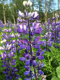 Image result for Lupinus polyphyllus Lindl.
