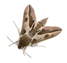 Attēlu rezultāti vaicājumam “Hepialus lupulinus”