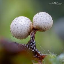 Attēlu rezultāti vaicājumam “Cribraria ferruginea”