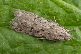 Attēlu rezultāti vaicājumam “Carpatolechia proximella”