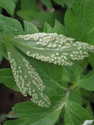 Attēlu rezultāti vaicājumam “Ochropsora ariae”