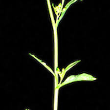 Attēlu rezultāti vaicājumam “Sinapis alba leaf”