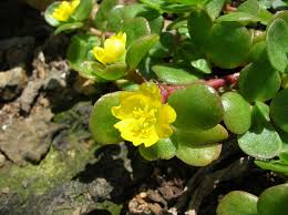 Attēlu rezultāti vaicājumam “Portulaca oleracea”