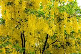 Attēlu rezultāti vaicājumam “Laburnum anagyroides flower”