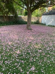 Image result for Compton Croquet Club