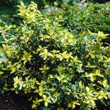 Attēlu rezultāti vaicājumam “Euonymus”