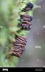 Attēlu rezultāti vaicājumam “Stemonitis virginiensis”