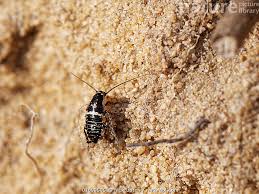 Attēlu rezultāti vaicājumam “Ectobius sylvestris nymph”