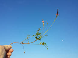 Attēlu rezultāti vaicājumam “Onobrychis arenaria bud”