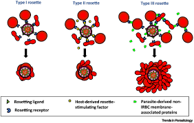 Attēlu rezultāti vaicājumam “Reticularia lobata plasmodium”