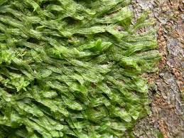 Attēlu rezultāti vaicājumam “Metzgeria violacea”