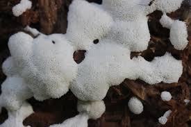 Attēlu rezultāti vaicājumam “Ceratiomyxa porioides”