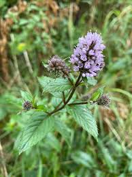 Image result for Mentha piperita