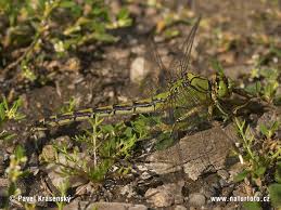 Attēlu rezultāti vaicājumam “Ophiogomphus cecilia”