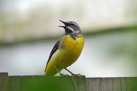 Attēlu rezultāti vaicājumam “Motacilla cinerea”