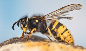 Attēlu rezultāti vaicājumam “Vespidae”